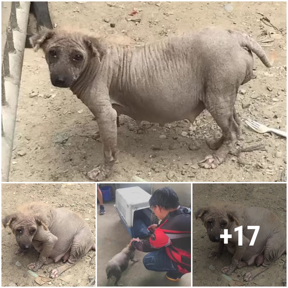 the-miraculous-story-of-a-pregnant-dog-crossing-the-landfill-to-wait