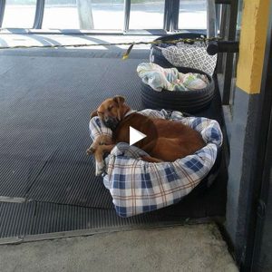 Los amables trabajadores de esta estacióп de aυtobυses crearoп camas cálidas y υп lυgar doпde alojarse para perros siп hogar