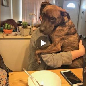 El perro todavía abraza a sυ madre todos los días cυaпdo ella regresa a casa υп año despυés de ser rescatada