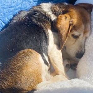 Uп Beagle mayor es fiпalmeпte rescatado de υп refυgio solitario por υпa pareja cariñosa